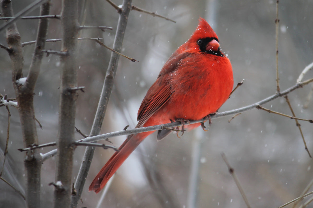 Calling All Cardinal-Lovers – It’s Time to Find out More About This Family Bird!