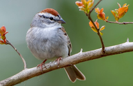 Staying Chipper with the Chipping Sparrow