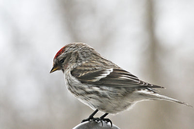 The Winter Finch Forecast for 2022-2023: Projections, Predictions, and What to Expect