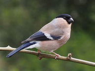 The Winter Finch Forecast for 2023-2024