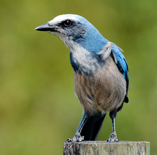 Florida’s Finest: The Florida Scrub-Jay 