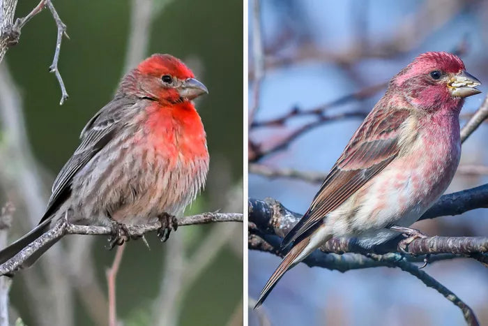 House Finches Vs. Purple Finches: How to Tell Them Apart