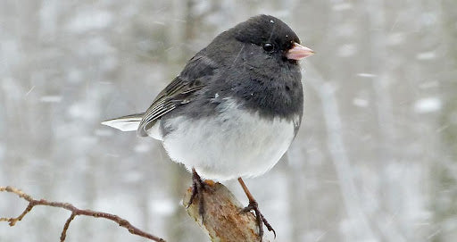 What Makes Snowbirds So Special: A Tale of Juncos