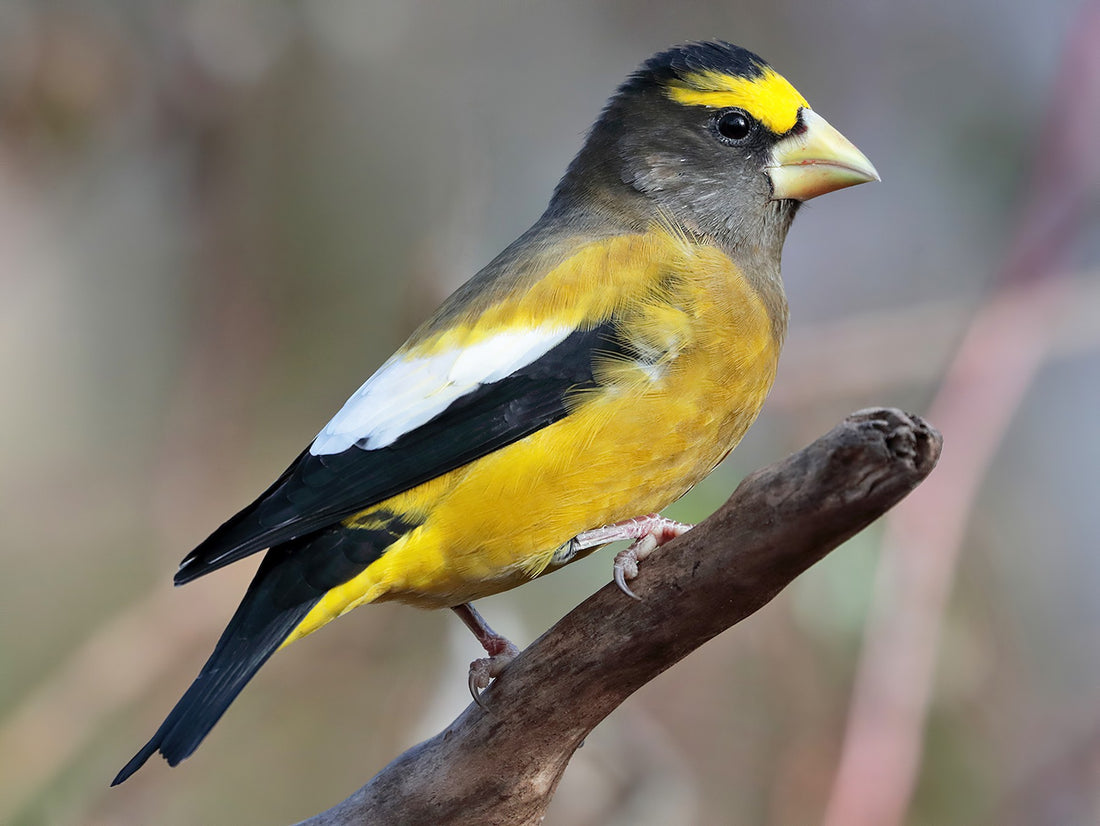 Wild Bird Feature: All About Evening Grosbeaks