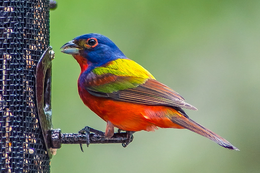 Wild Bird Feature: All About the Painted Bunting