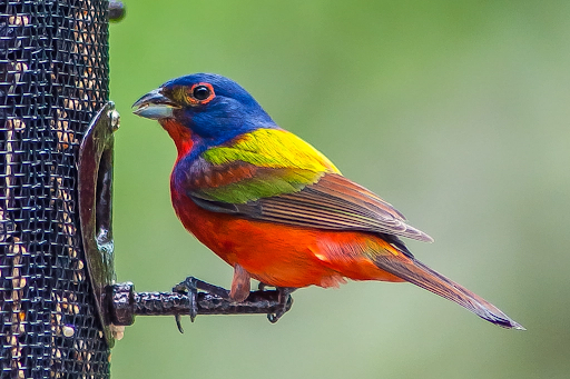 Wild Bird Feature: All About the Painted Bunting – Valley Farms Shop