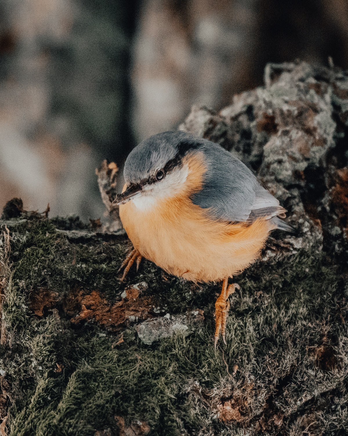 We’re Nuts for Nuthatches!