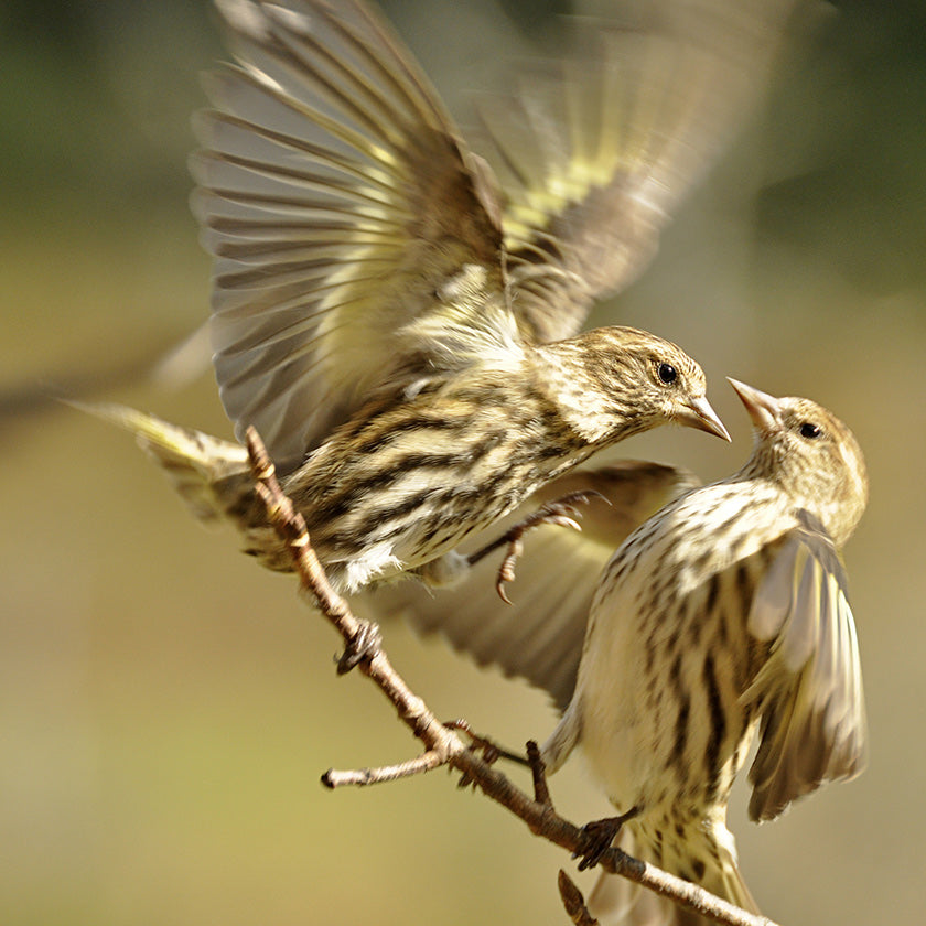 All About the Pine Siskin