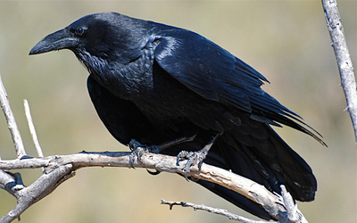 Halloween Edition: How to Keep Out Ravens, Crows, and Grackles