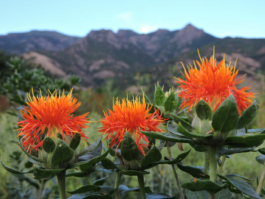 A Birder’s Guide to Safflower Seeds