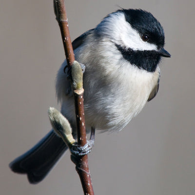 The Busy Life of the Chickadee