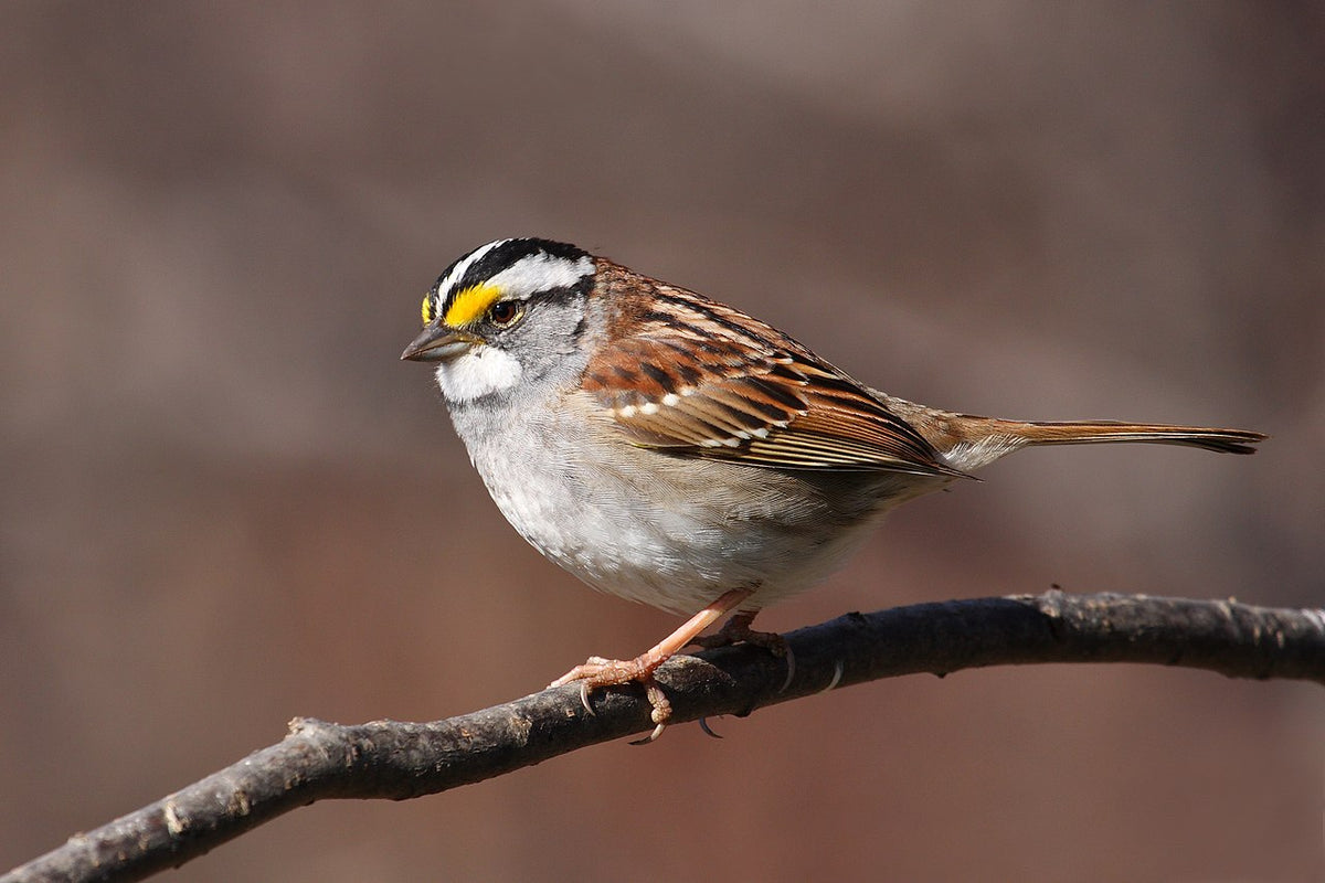 Why the White-Throated Sparrow is Singing a New Tune