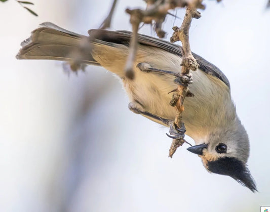 Winter is Still Here, Just ask the Birds!