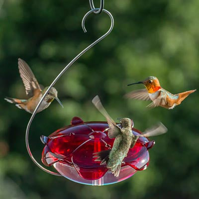 Droll Yankees Ruby Sipper Hummingbird Feeder