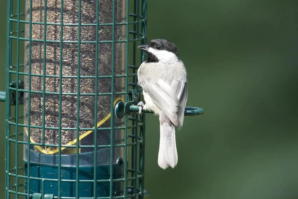 SquirrelBuster Finch by BROME BIRD CARE