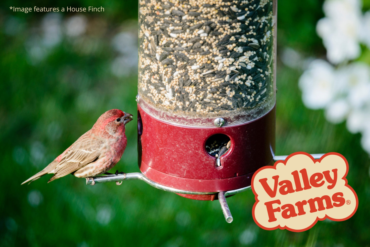 Valley Farms Deluxe Wild Bird Food