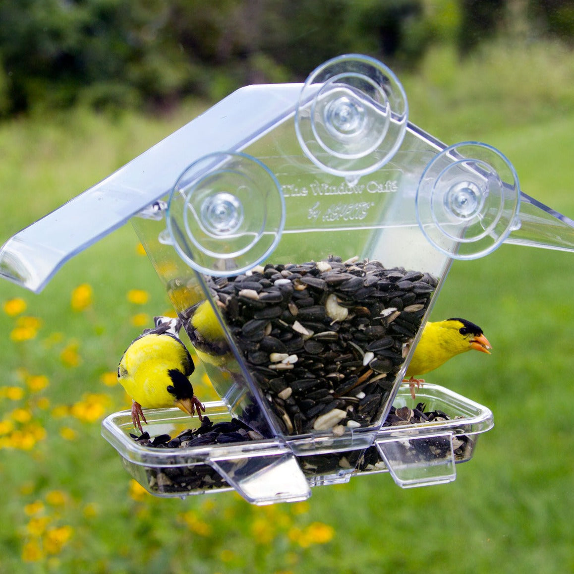 Window Café Bird Feeder by ASPECTS