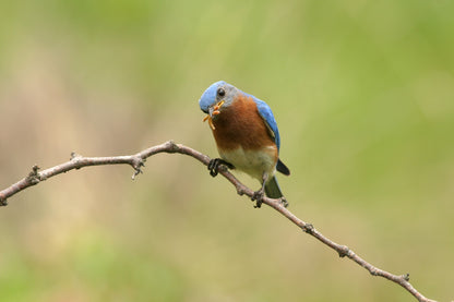 a bluebird with mealworms in its mouth tilts his head