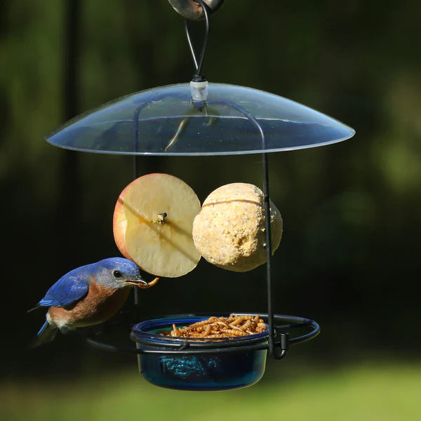 Nature's Way: Bluebird & Oriole Buffet Bird Feeder