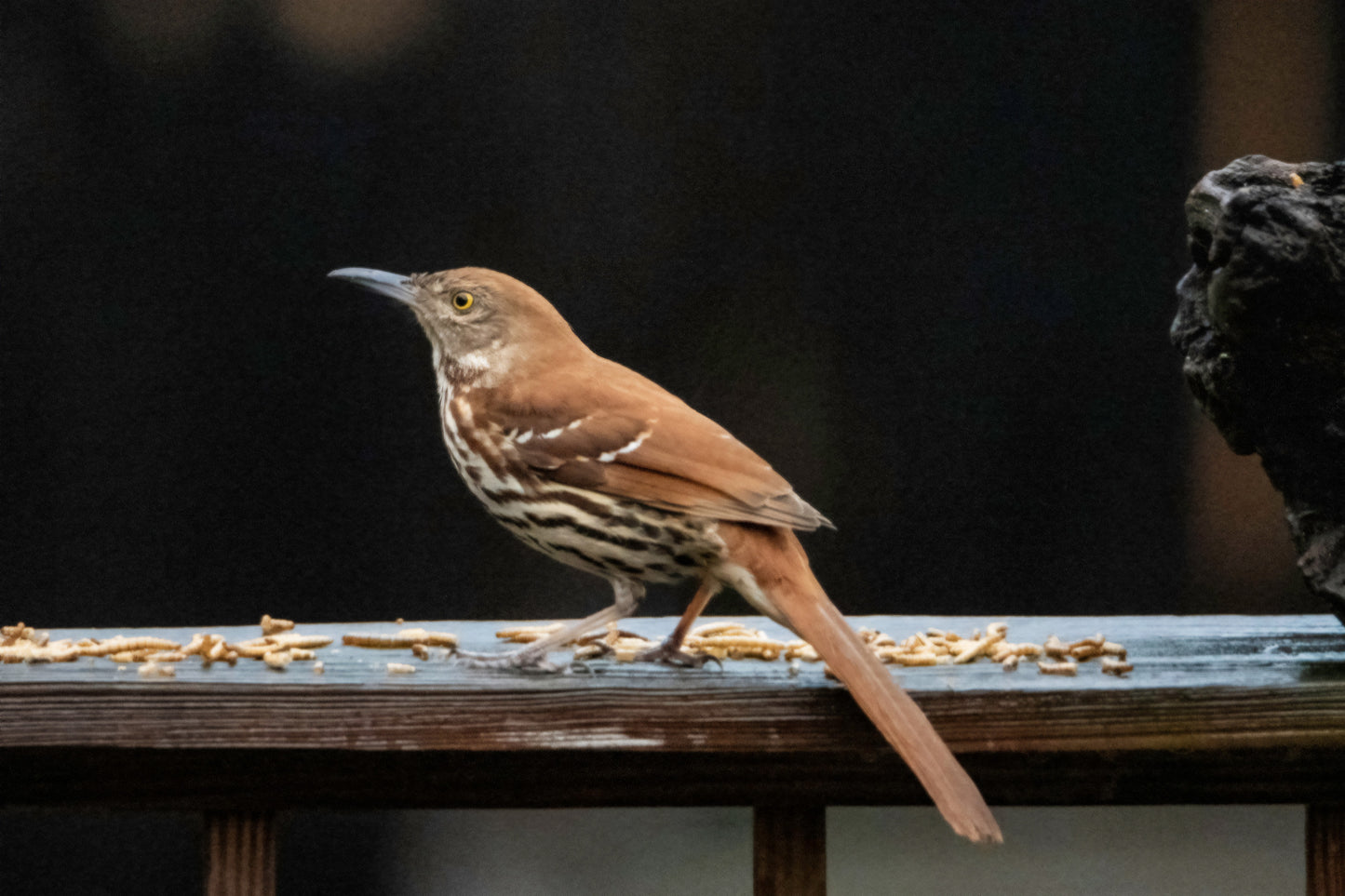 A brown thrasher sitting on a railing covered in mealworms