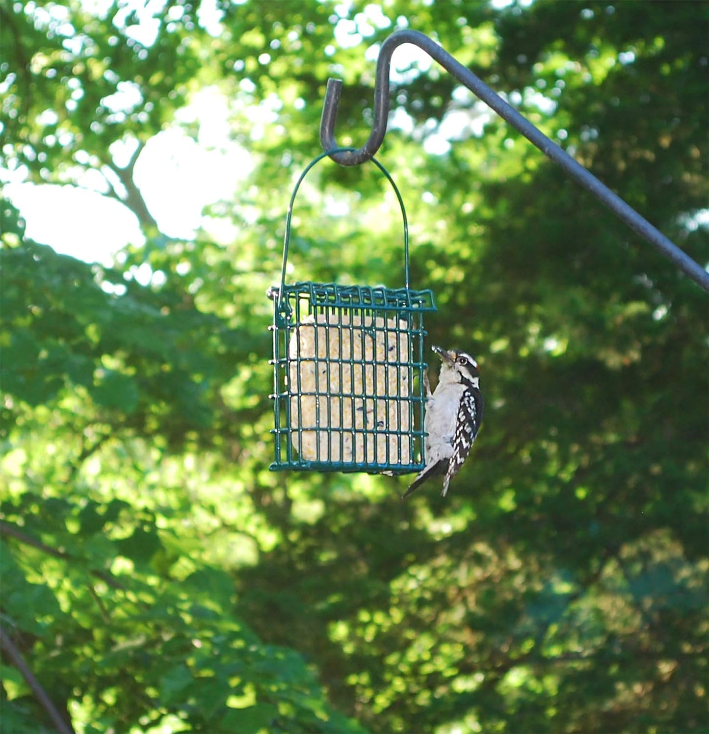 Suet Plus Variety 6-Pack by ST. ALBANS BAY