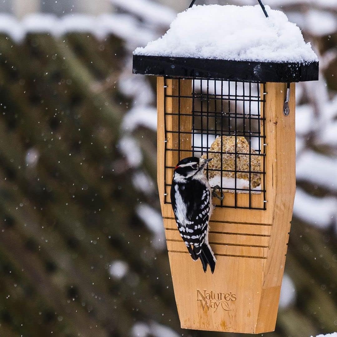 A downy woodpecker on the natures way tail prop feeder