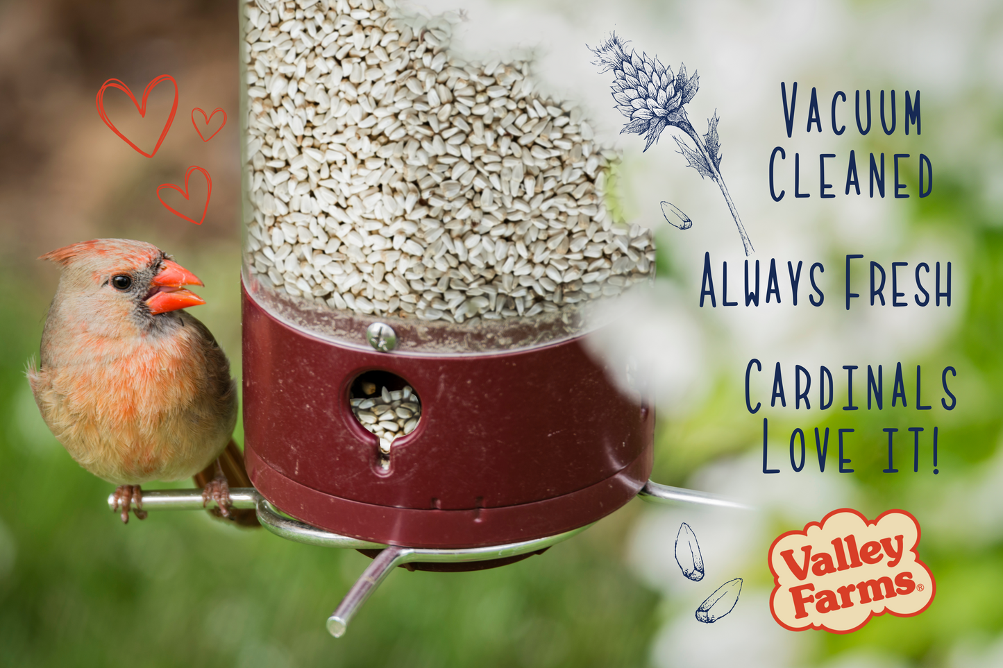 Valley Farms Safflower Seed Wild Bird Food