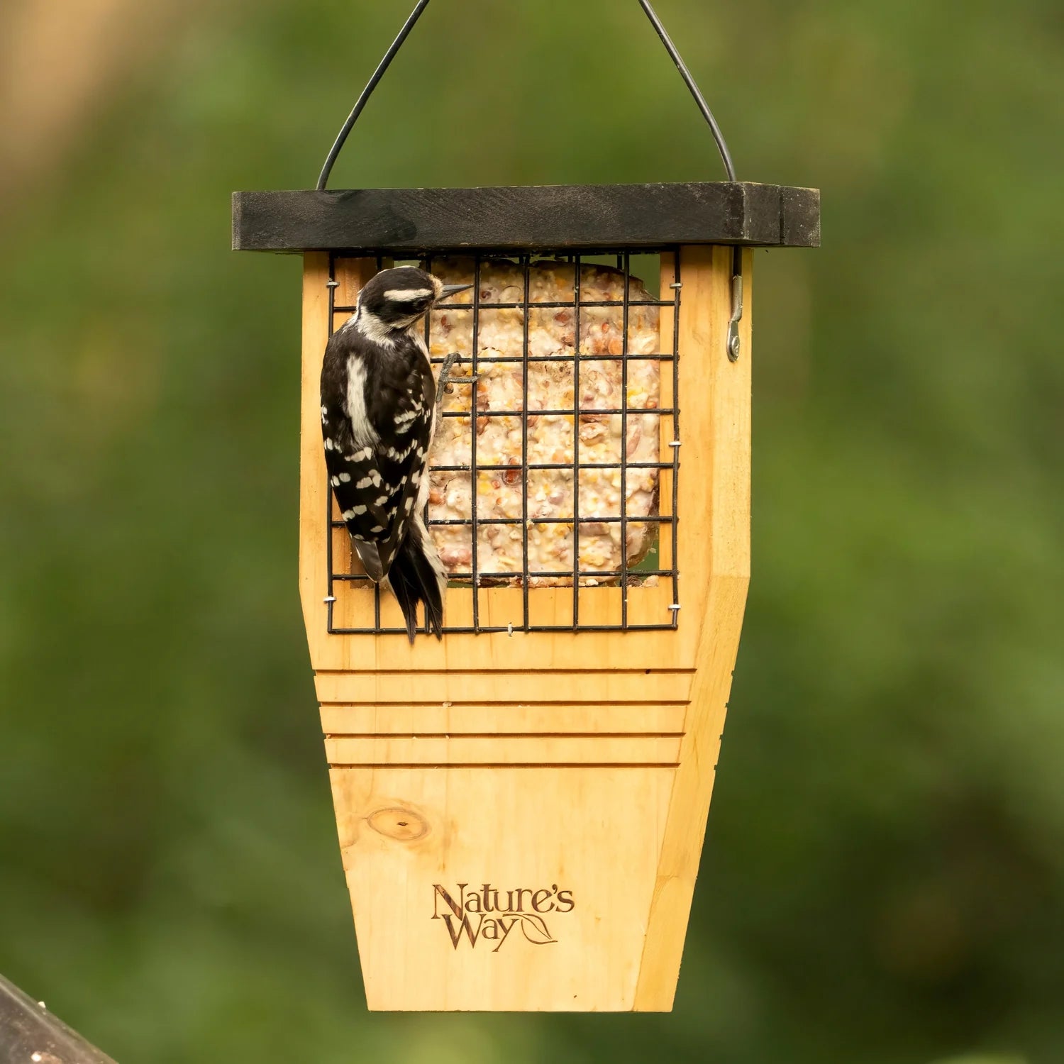 A female downy woodpecker on the natures way tail prop feeder