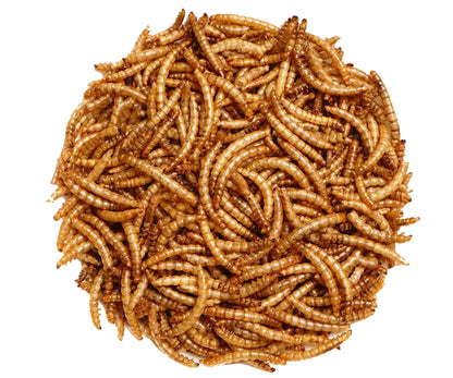 All-Natural Dried Mealworms by ASPEN SONG
