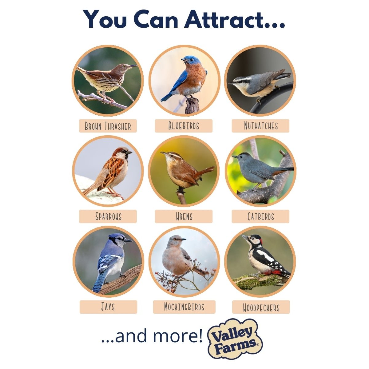 An attraction chart for valley farms mealworms with brown thrashers bluebirds nuthatches and more