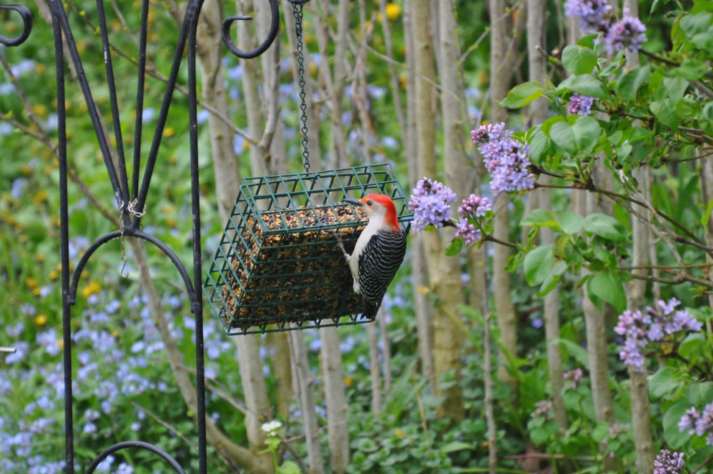 A red bellied woodpecker hanging on a large cage feeder filled with a seed cake