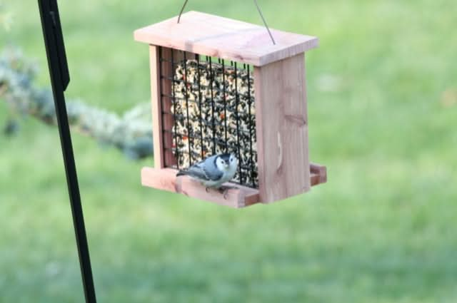 Nuthatch on a cage feeder containing a extra large mealworm seed cake