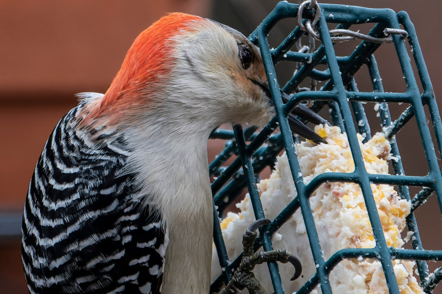 A closeup picture of a female red breasted woodpecker eating suet