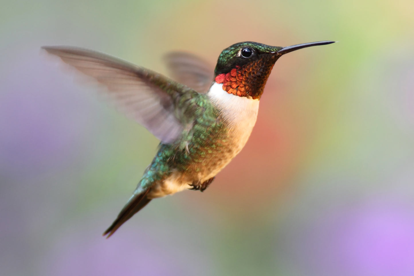 A Ruby throated hummingbird in flight