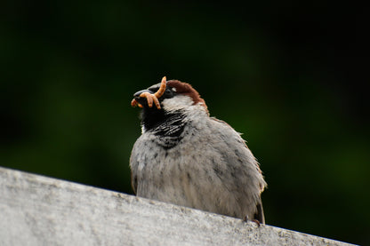 A European Sparrow with a mouth full of mealworms