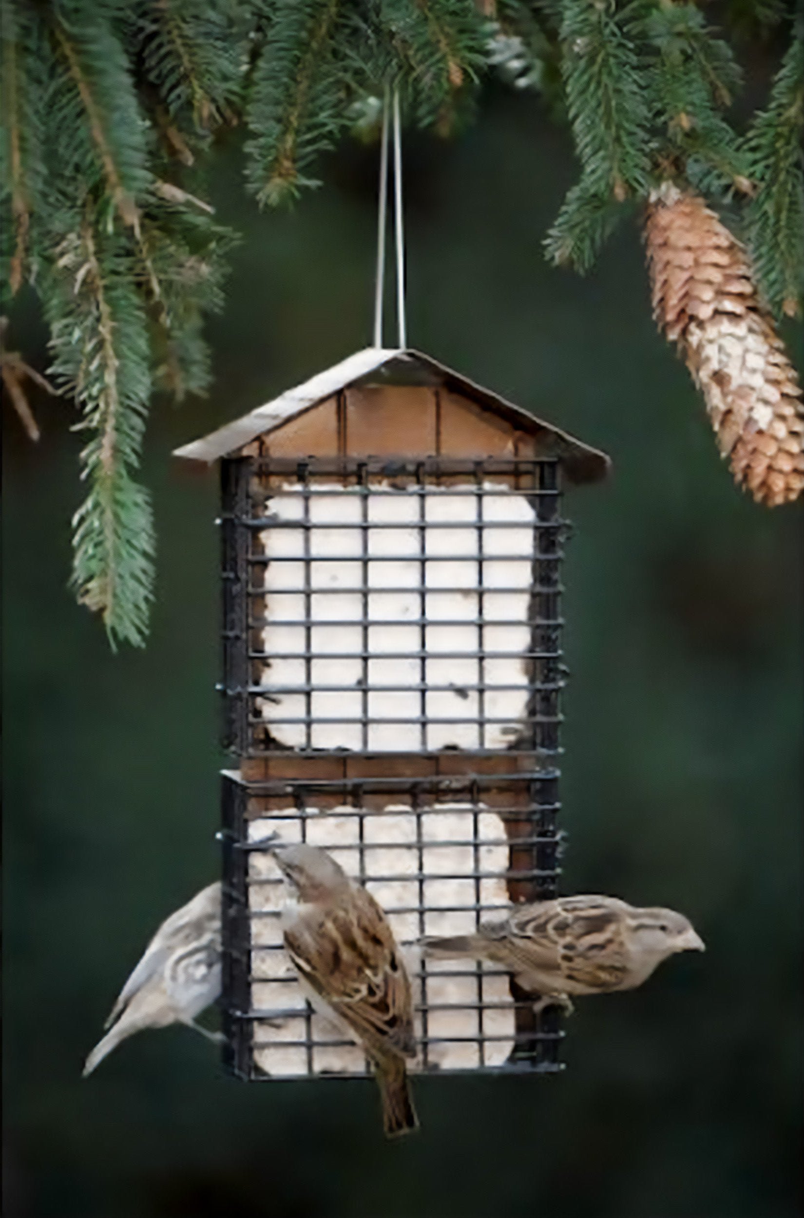 The stokes suet buffet hanging from a sprue tree with three sparrows on it