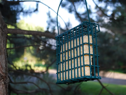 green suet cage hanging in a tree