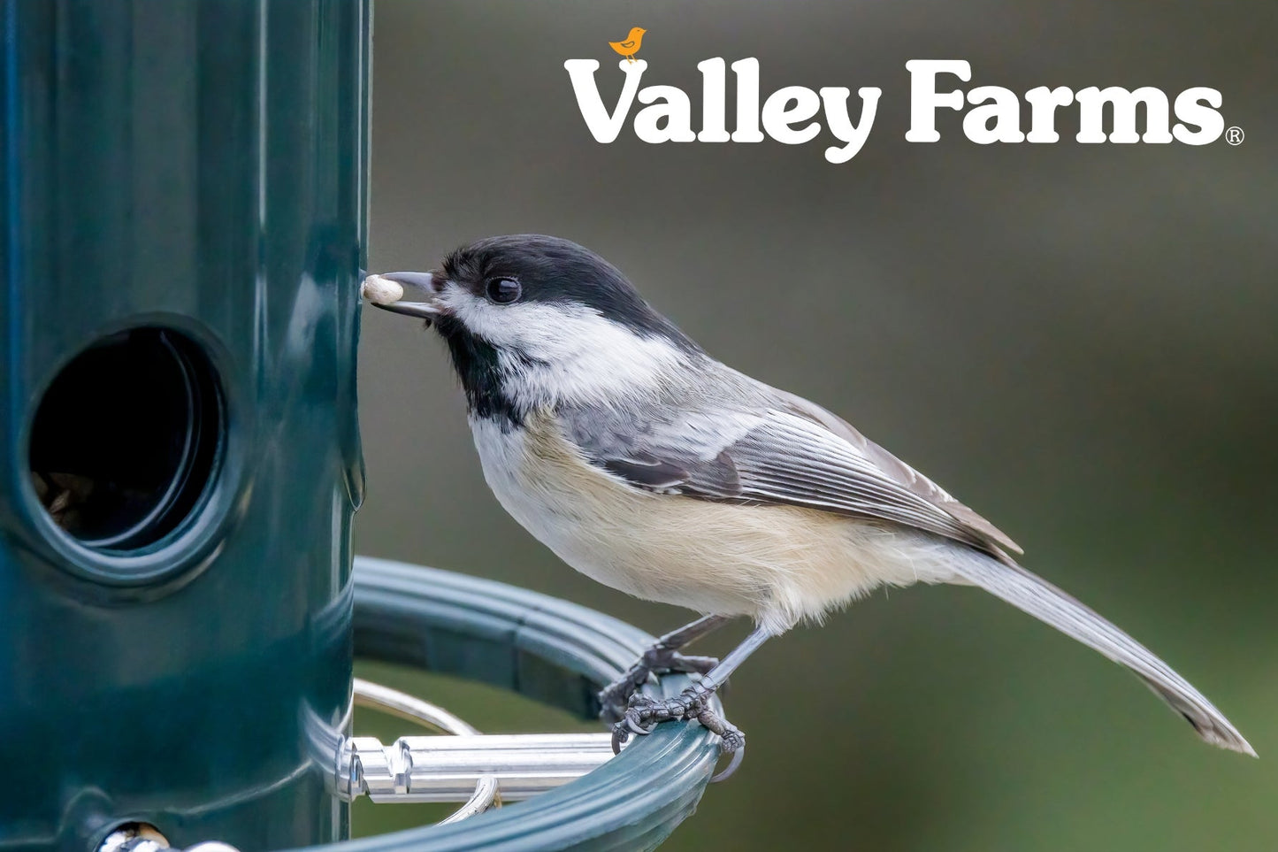 Valley Farms Chickadee Mix