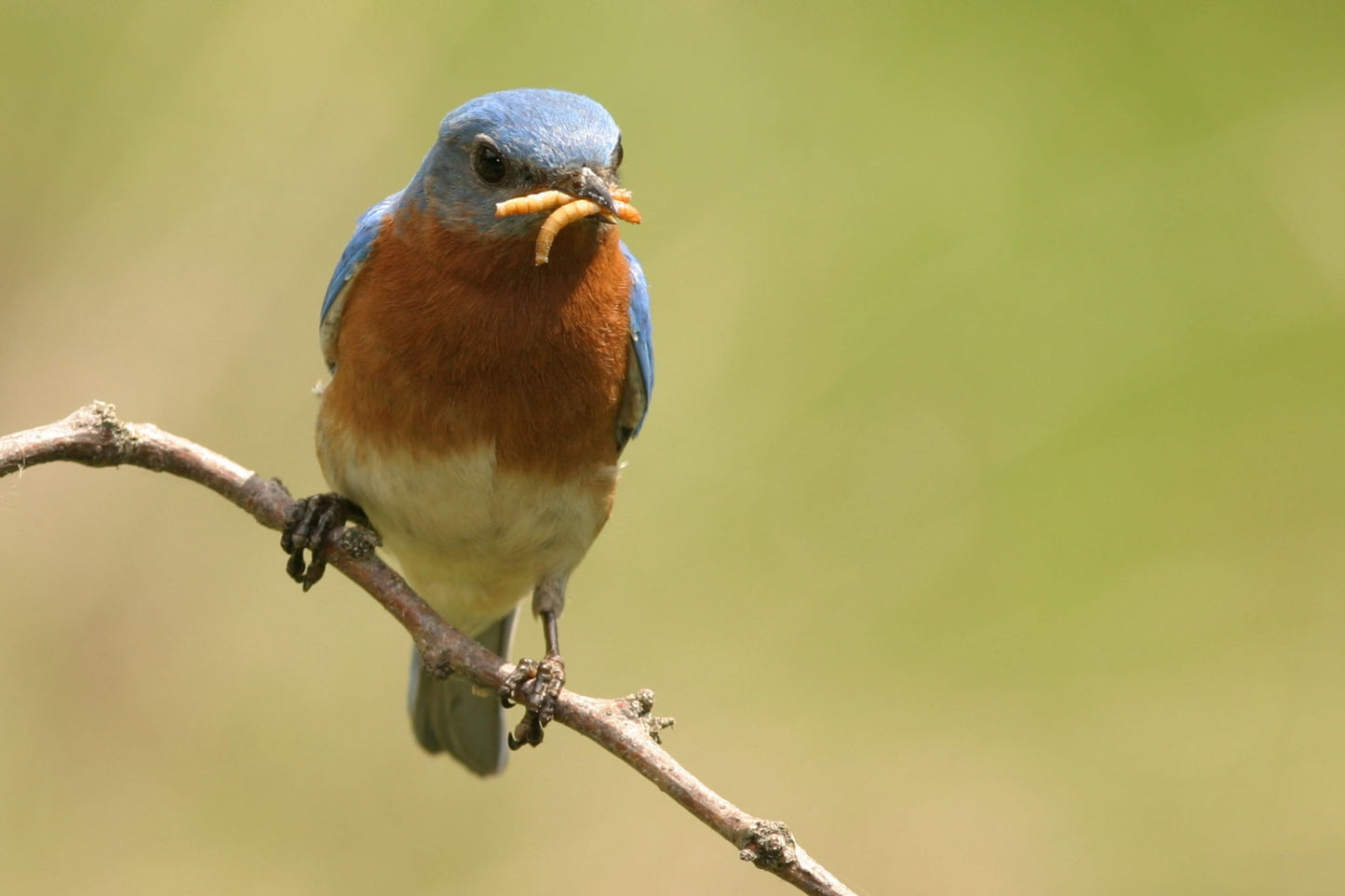 a bluebird with two mealworms in its mouth