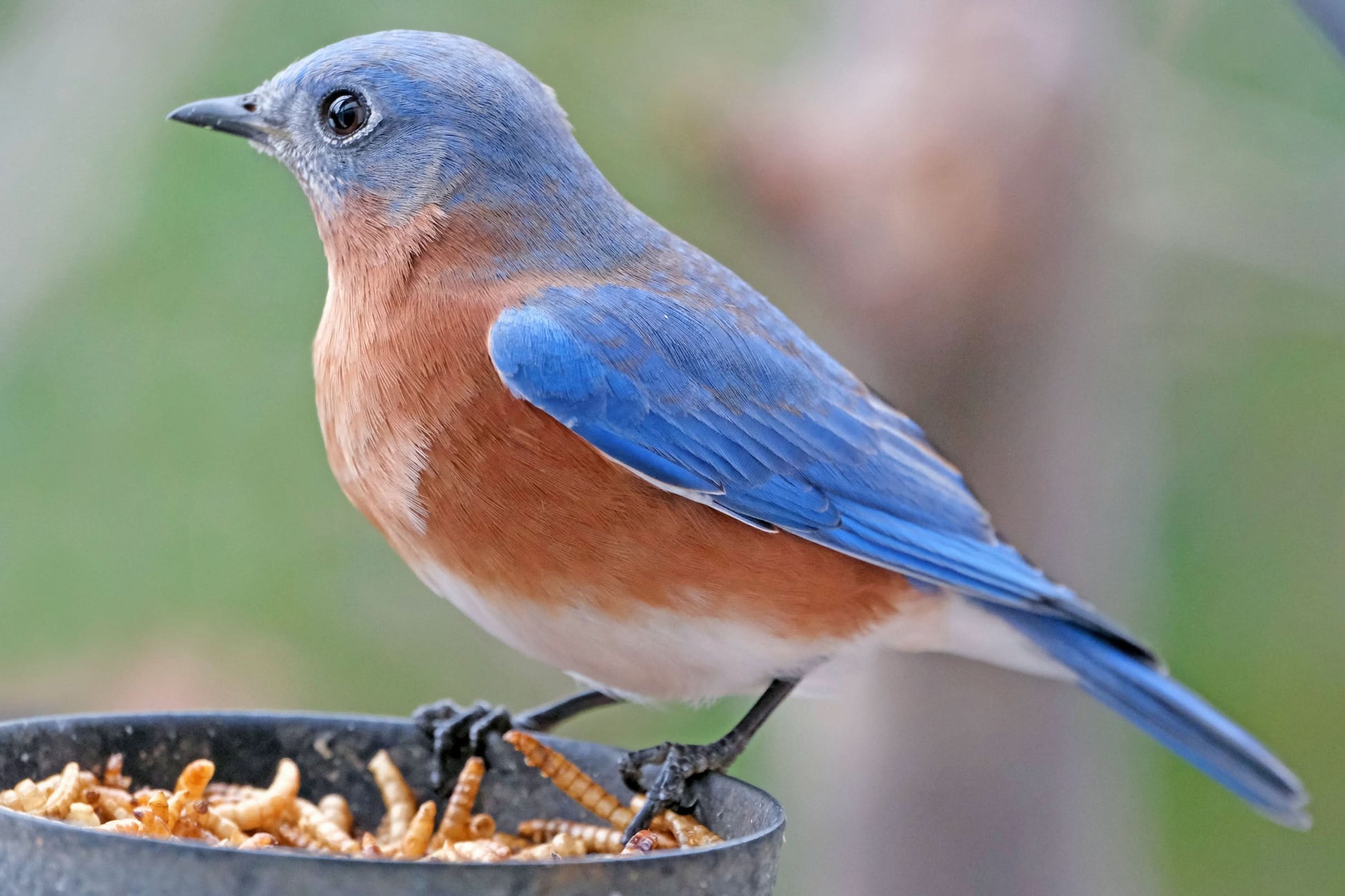 A bluebird is sitting on a bowl full of mealworms