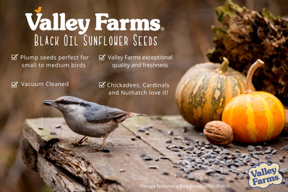 Valley Farms Black Oil Sunflower Seed Wild Bird Food