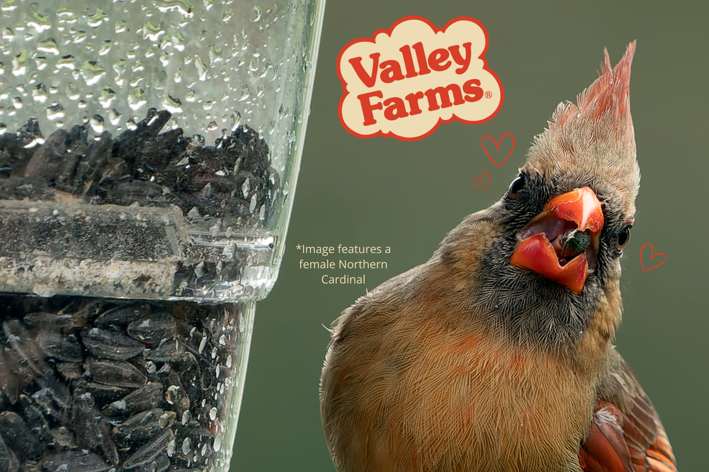 Valley Farms Black Oil Sunflower Seed Wild Bird Food