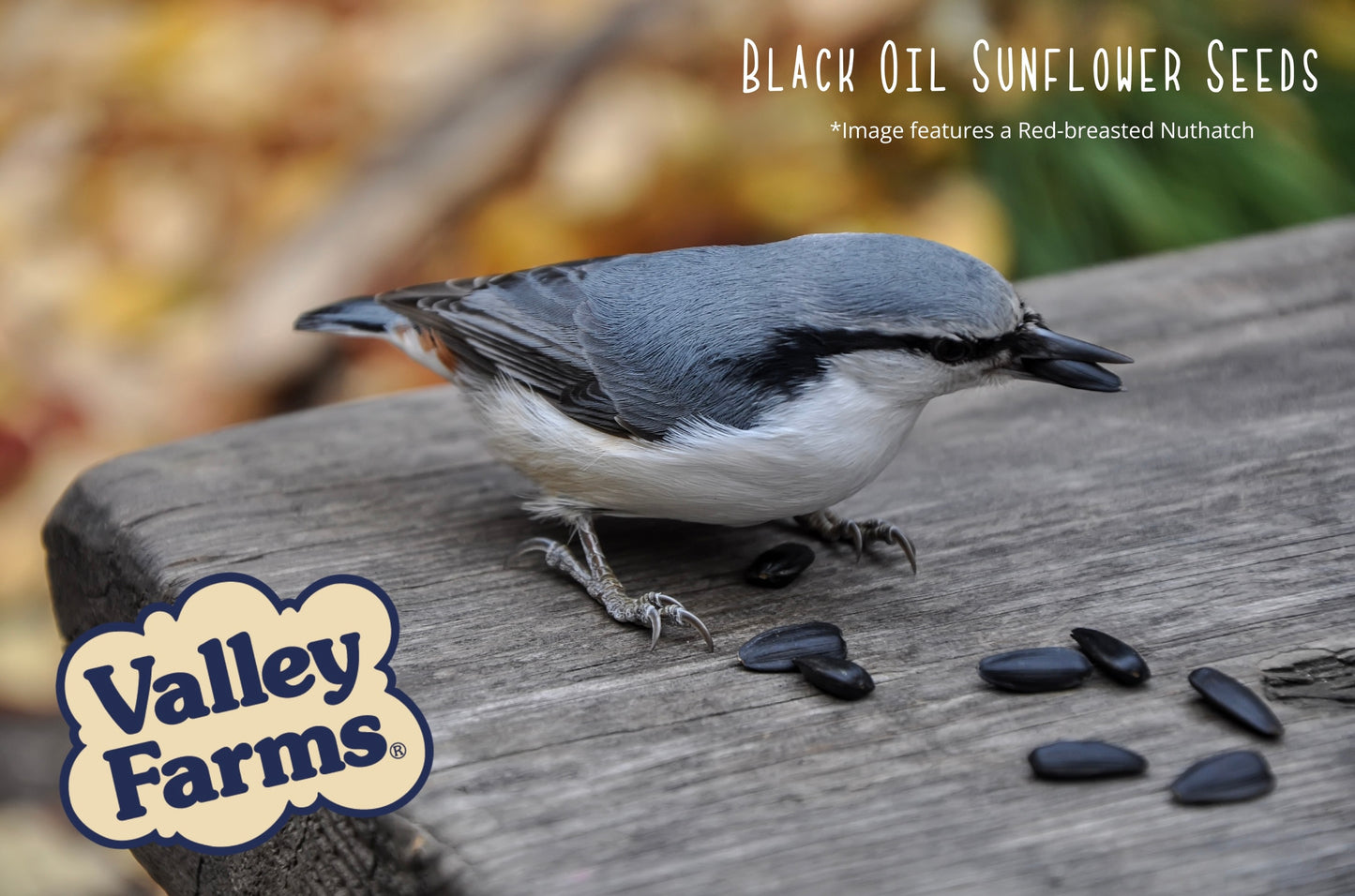 Valley Farms Black Oil Sunflower Seed Wild Bird Food