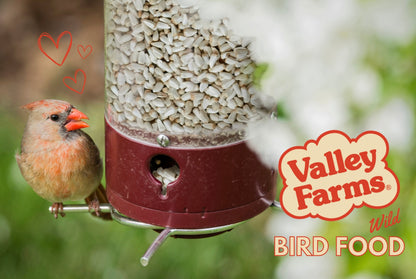 Valley Farms Safflower Seed Wild Bird Food