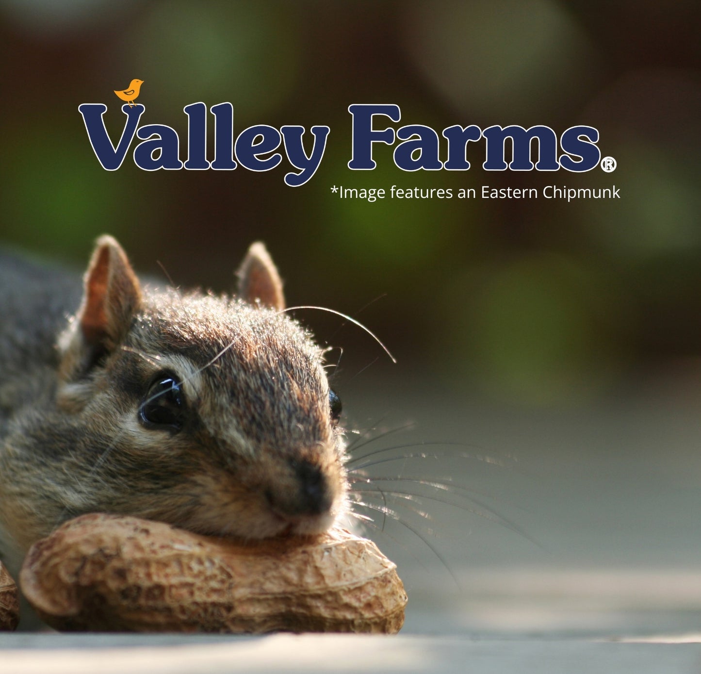 Valley Farms Squirrel & Wildlife Mix Wild Bird Food