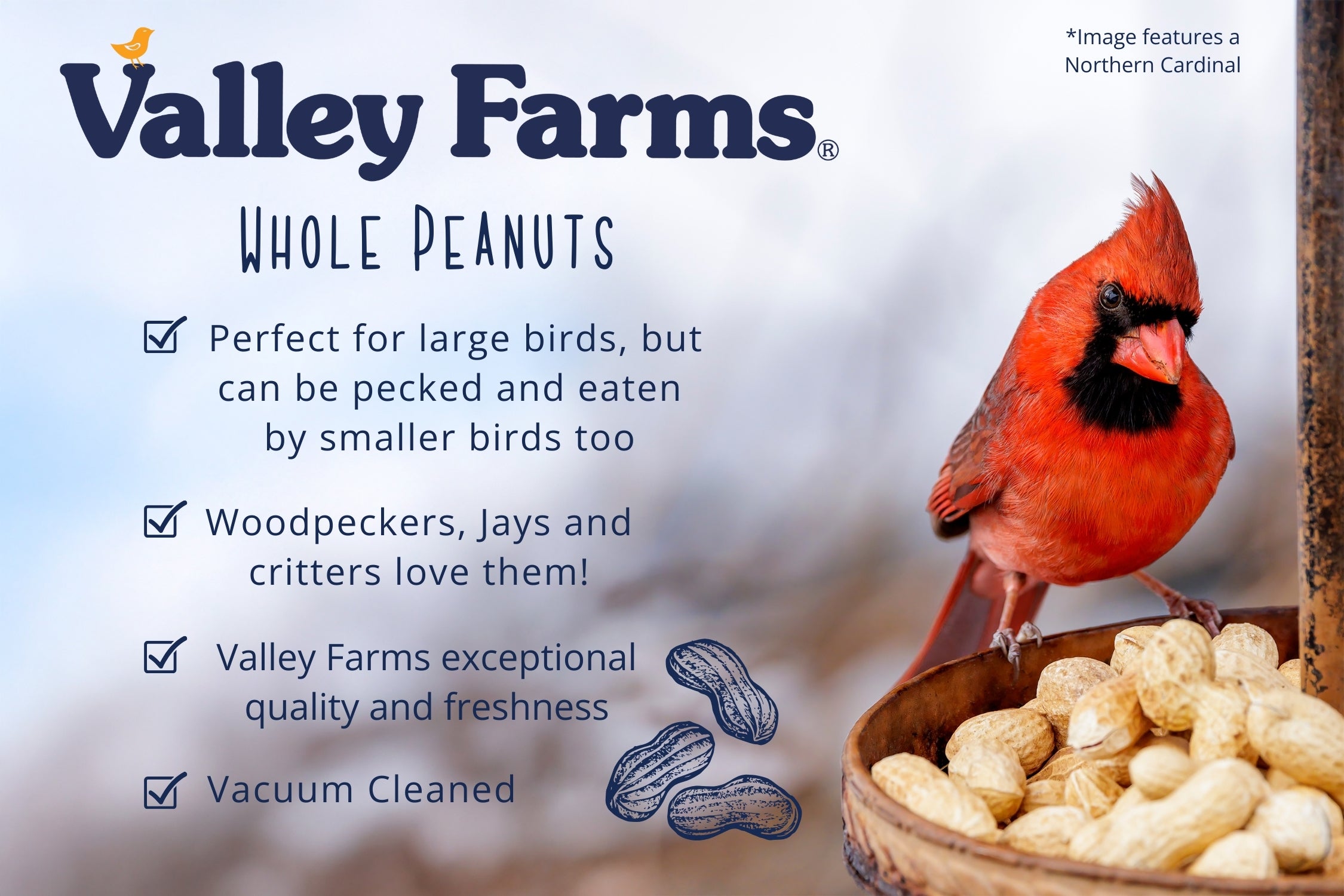 Pennington Shelled Peanuts – Wildlife & Wild Bird Food – 5 Lb Bag – Attracts Cardinals, Woodpeckers, Squirrels