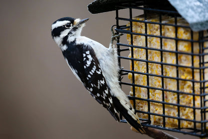 A downy woodpecker on a suet feeder and eating suet