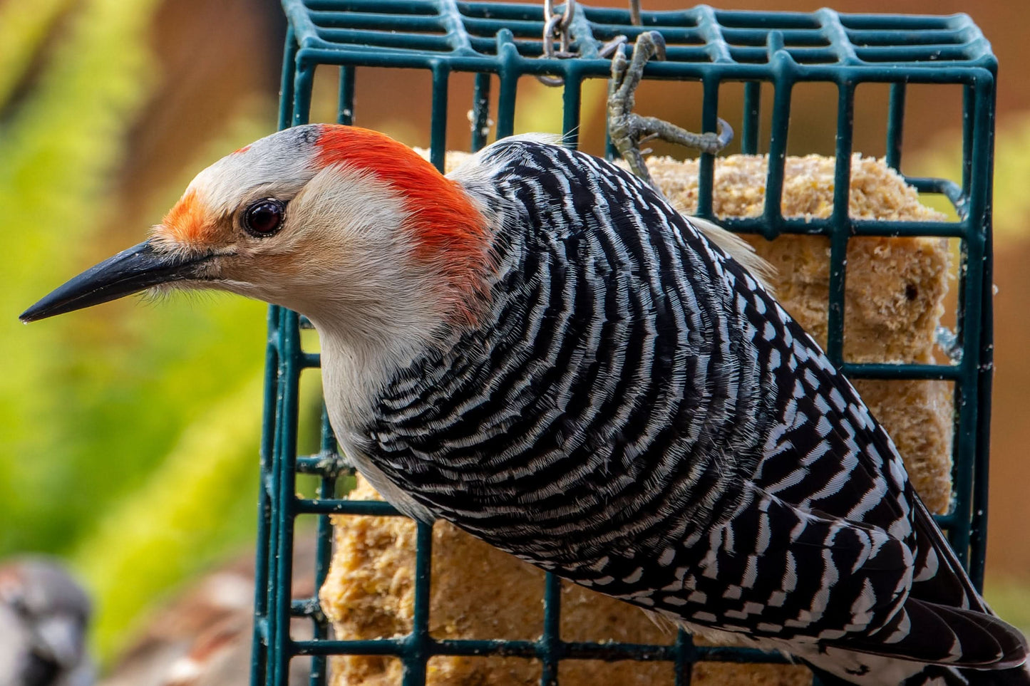 female red breasted woodpecker hanging on a suet cage