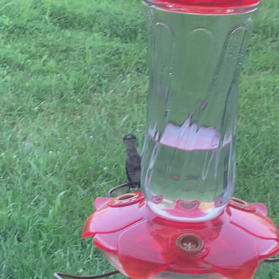 Video of ruby throated hummingbird on an orange oriole feeder