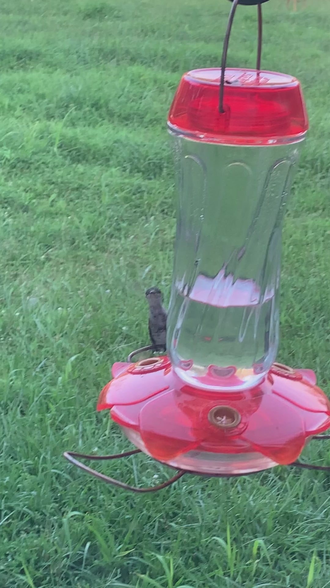 Video of ruby throated hummingbird on an orange oriole feeder